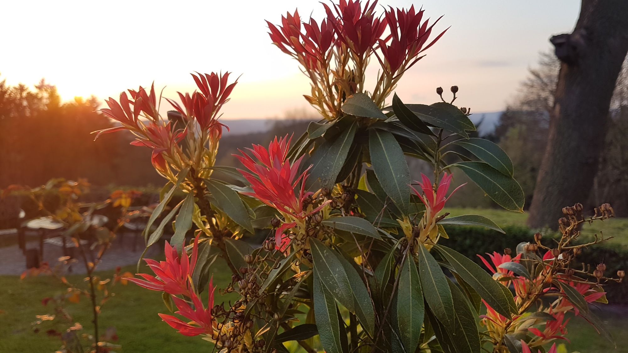 Rote Blüten im Abendlicht