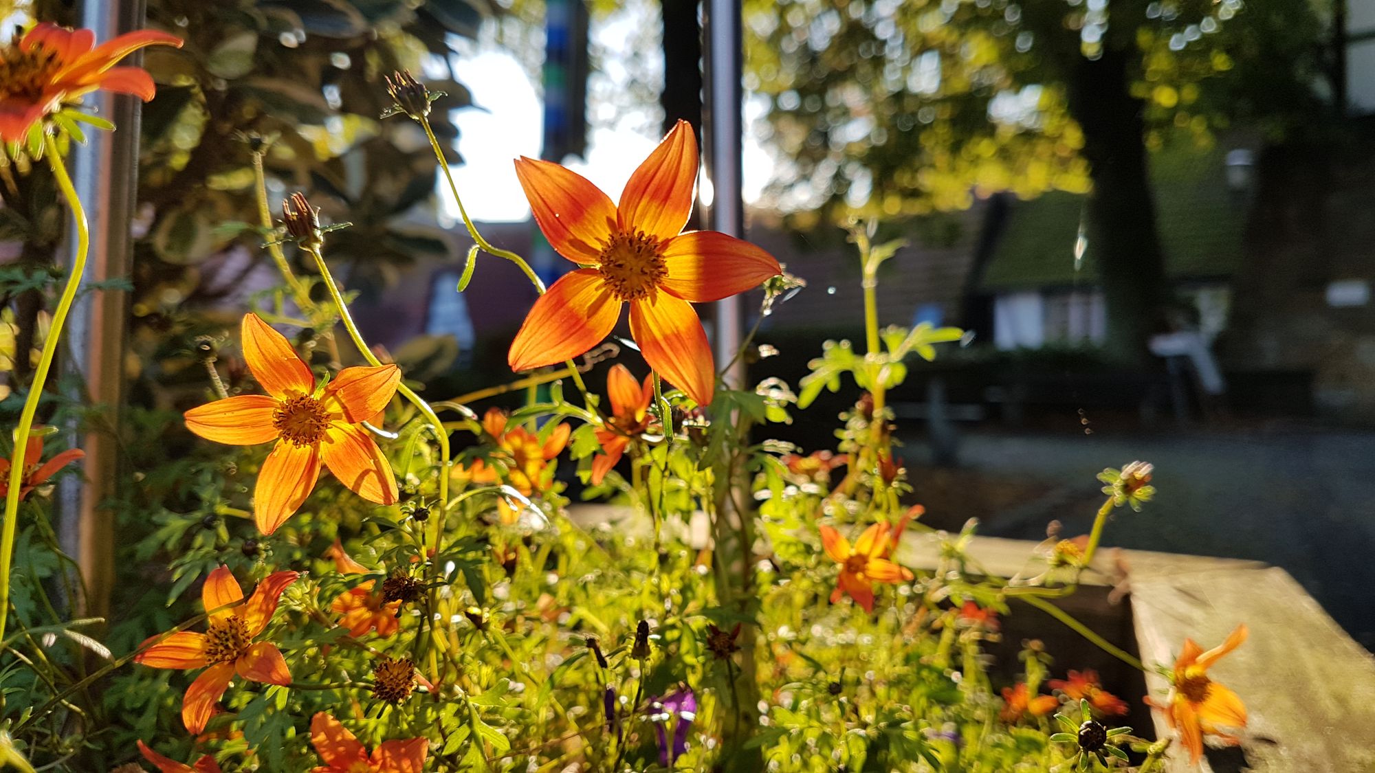 Orangefarbene Gartenblume in der Abendsonne
