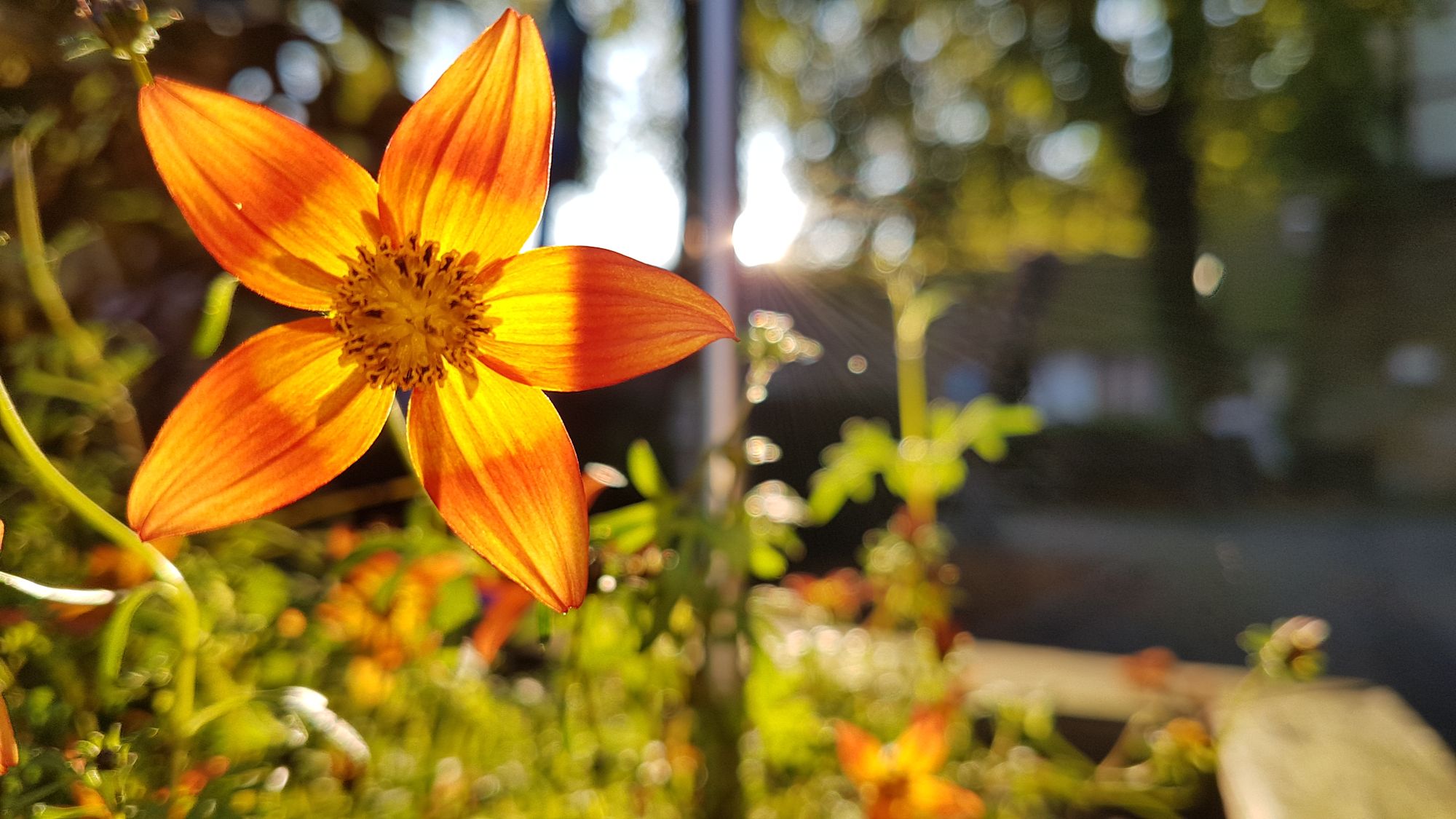 Orangefarbene Gartenblume, Nahaufnahme