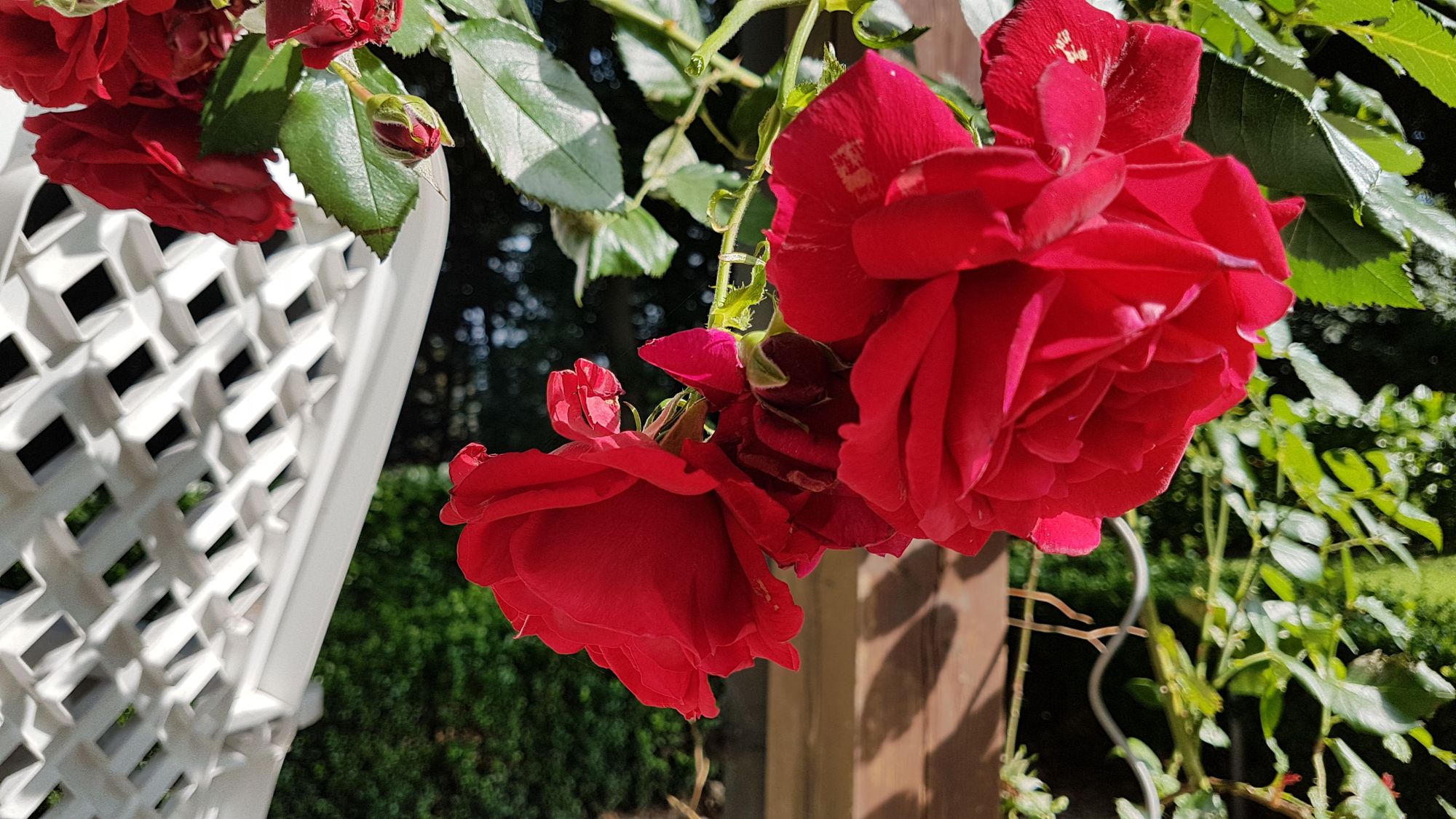 Rosen im Garten