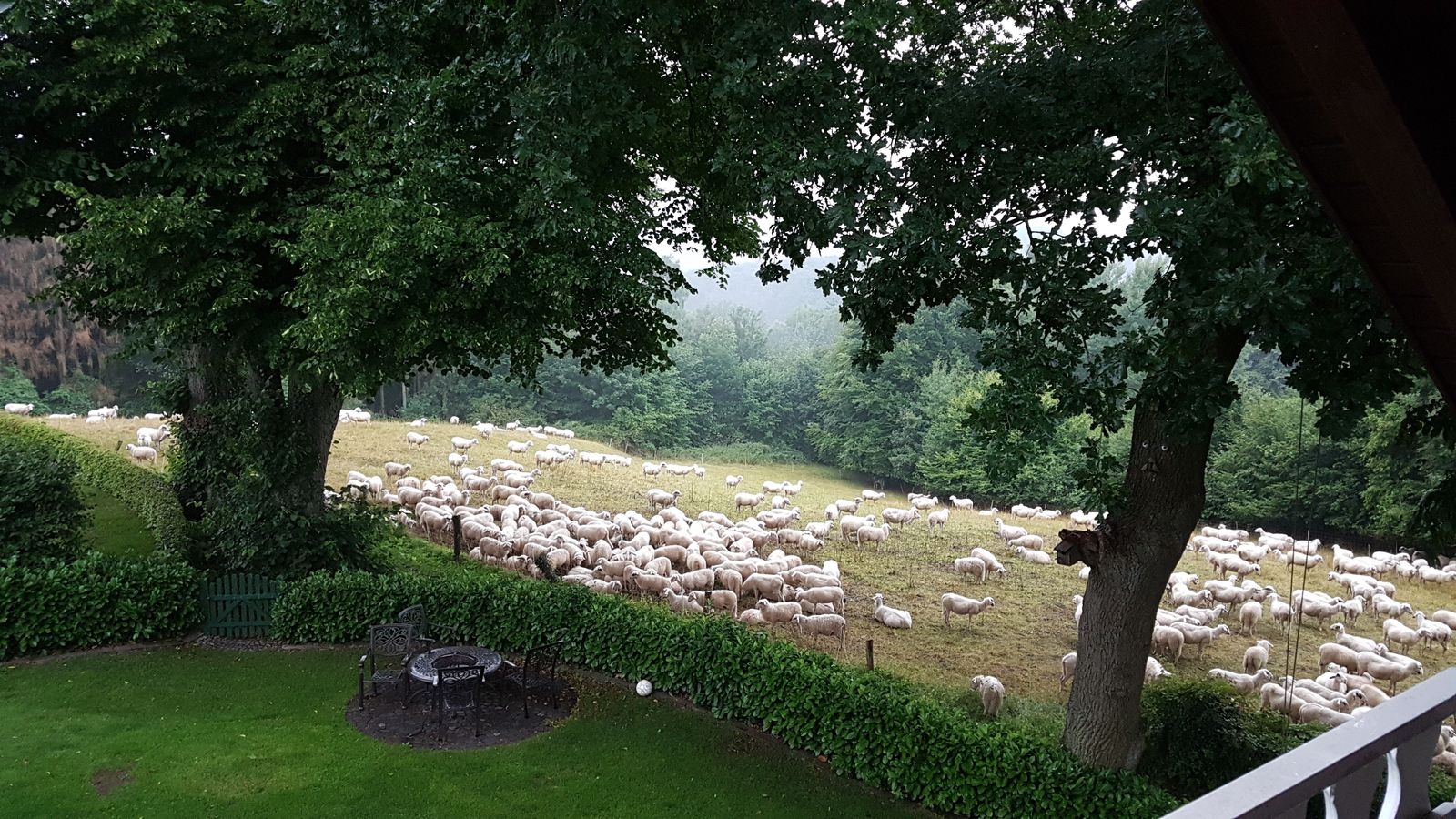 Schafherde auf der Wiese nebenan