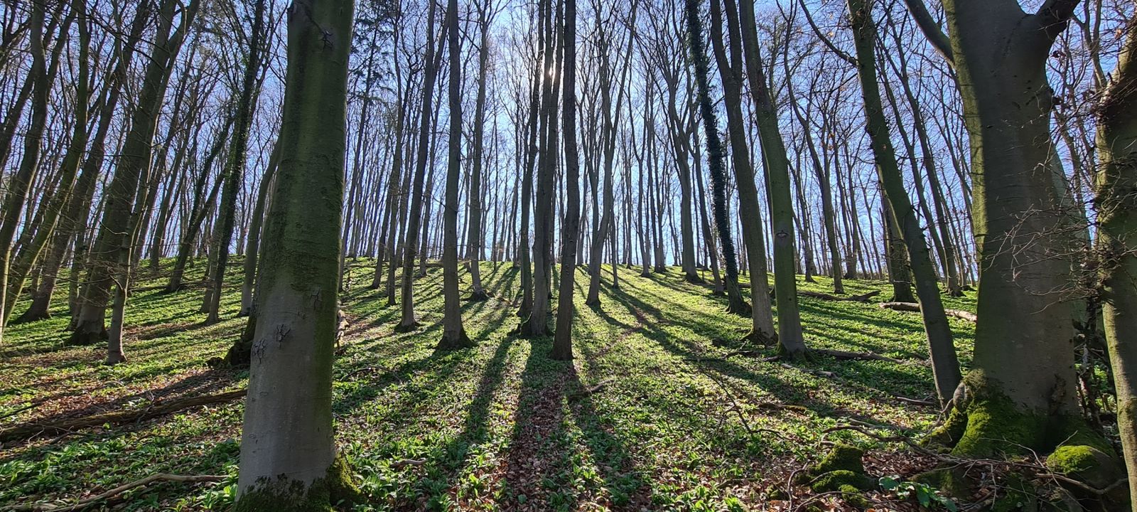 Buchenwald mit Lichteinfall im Teutoburger Wald