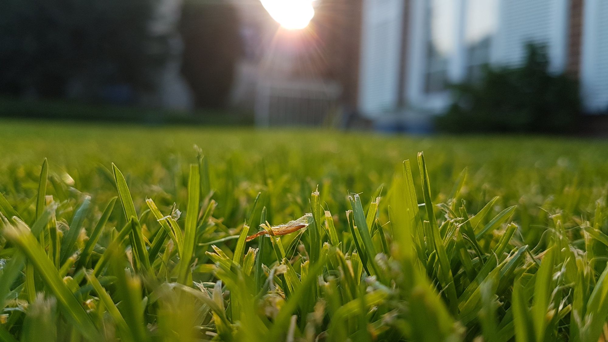 Wiese im Sonnenlicht